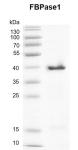 Recombinant FBPase1 protein gel