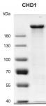 Recombinant CHD1 protein gel