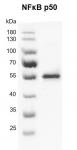 Recombinant NFκB p50 protein gel