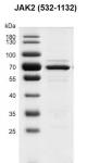 Recombinant JAK2 (532-1132) protein gel