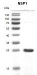 Recombinant SARS-CoV-2 NSP1 protein gel