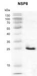 Recombinant SARS-CoV-2 NSP8 protein gel