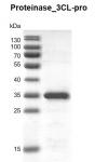 Recombinant SARS-CoV-2 3C-Like proteinase gel