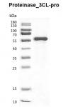 Recombinant SARS-CoV-2 3C-Like proteinase, GST-Tag