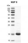 Recombinant SARS-CoV-2 NSP9 protein gel