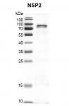 Recombinant SARS-CoV-2 NSP2 protein gel