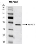 Recombinant MAP2K2 protein gel