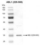 Recombinant ABL1 (229-500) protein gel