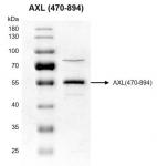 Recombinant AXL (470-894) protein gel