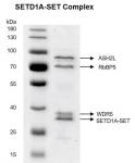 Recombinant SETD1A-SET Complex