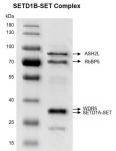 Recombinant SETD1B-SET Complex