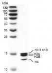 Recombinant Mononucleosomes H3.3 (K18I)