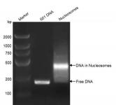 Recombinant Mononucleosomes H3.3 (K18I) DNA gel