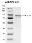 >Recombinant ACE2 (18-740) protein gel</b><br>10% SDS-PAGE with Coomassie staining