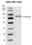 Recombinant KDR / VEGFR2 (789-1356) protein gel