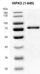 Recombinant HIPK2 (1-640) protein