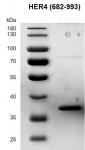 Recombinant HER4 / ErbB4 (682-993) protein