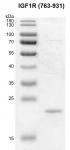 Recombinant IGF1R (763-931) protein gel