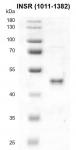 Recombinant INSR (1011-1382) protein gel