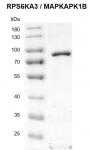 >Recombinant RPS6KA3 / MAPKAPK1B protein