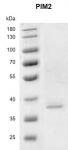 Recombinant PIM2 protein