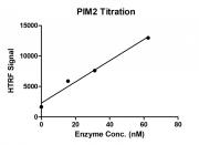 >HTRF assay for PIM2 activity