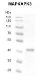 Recombinant MAPKAPK3 protein