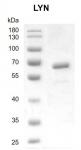Recombinant LYN protein