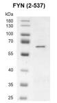 Recombinant FYN (2-537) protein