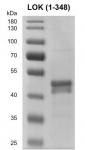 Recombinant STK10 / LOK (1-348) protein