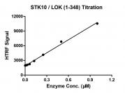 HTRF assay for STK10 / LOK (1-348) activity