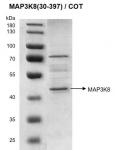 >Recombinant MAP3K8 / COT (30-397) protein