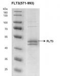 Recombinant FLT3 (571-993) protein