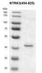 Recombinant NTRK3 (454-825) protein