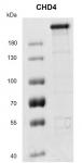 >Recombinant CHD4 protein