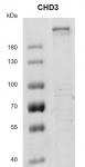 Recombinant CHD3 protein