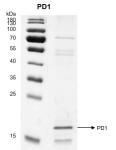 Recombinant PDCD1 / PD1 (25-167) protein