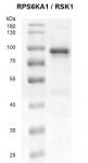 Recombinant RPS6KA1 / RSK1 protein gel