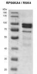 Recombinant RPS6KA4 / RSK4 protein