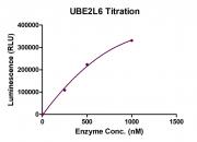 Recombinant UBE2L6 AMP-Glo Activity Assay