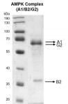 Recombinant AMPK Complex (A1+B2+G2) protein