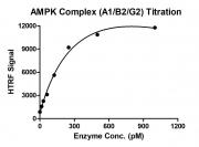 Recombinant AMPK Complex (A1+B2+G2) protein
