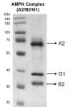 Recombinant AMPK Complex (A2+B2+G1) protein