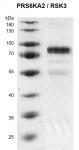 Recombinant RPS6KA2 / RSK3 protein