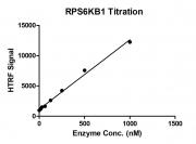 HTRF assay for RPS6KB1 activity