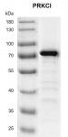 Recombinant PRKCl; protein