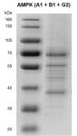 Recombinant AMPK Complex (A1+B1+G2) protein