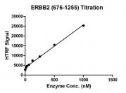 HTRF assay for ERBB2 (676-1255) activity