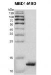 MRM1 Coomassie gel
