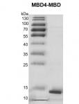 MBD4-MBD Coomassie gel